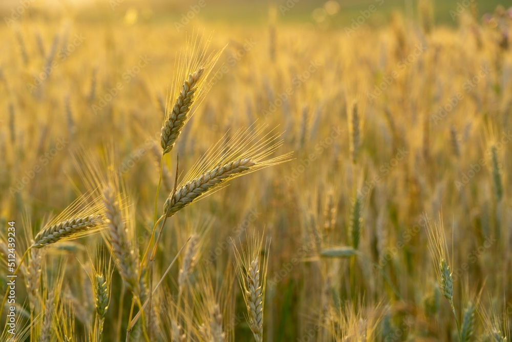 Fototapeta premium Wheat field during sunnrise or sunset. Slovakia