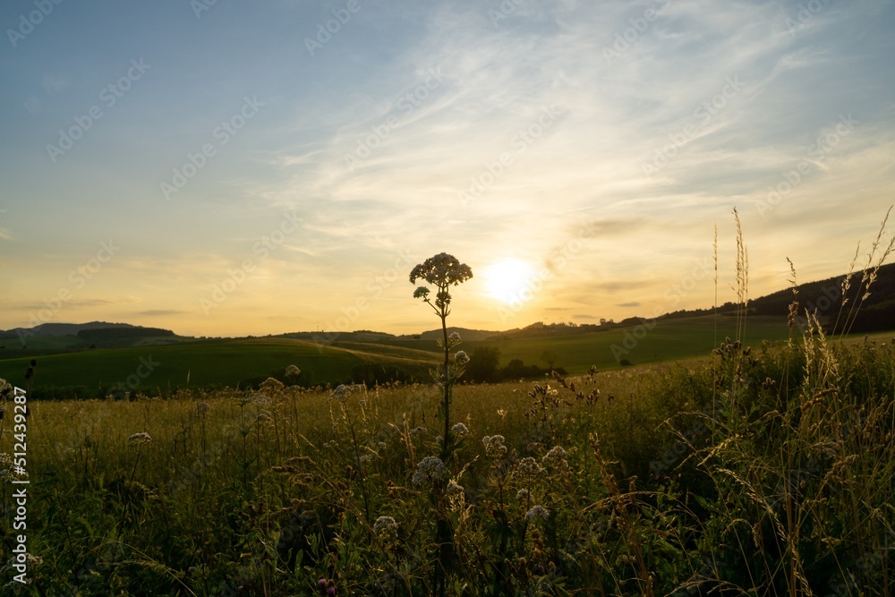 Obraz premium Wheat field during sunnrise or sunset. Slovakia 