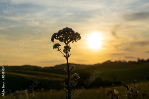 Wheat field during sunnrise or sunset. Slovakia	 photo