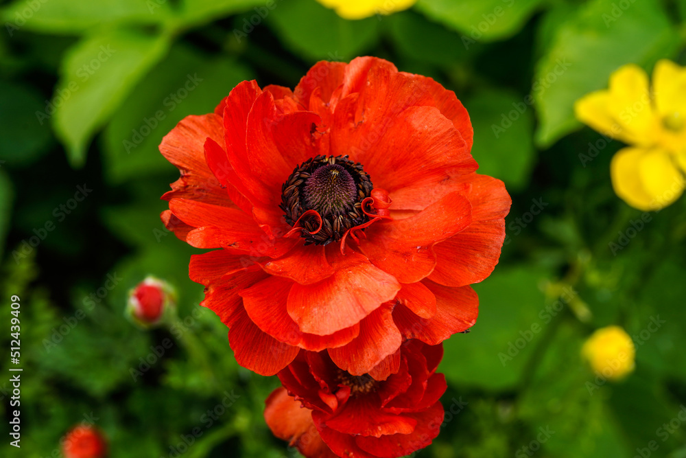 Fully, bloomed, red ranunculus flowers growing in an outdoor flower garden. Fully, bloomed, red ranunculus flowers growing in an outdoor flower garden.