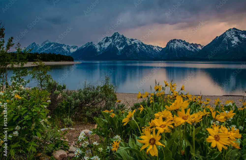 Wildflowers bloom at Colter Bay