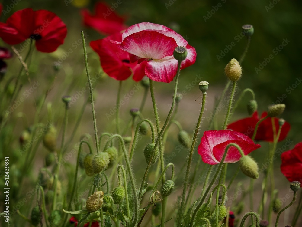 Obraz premium OLYMPUS DIGITAL CAMERA