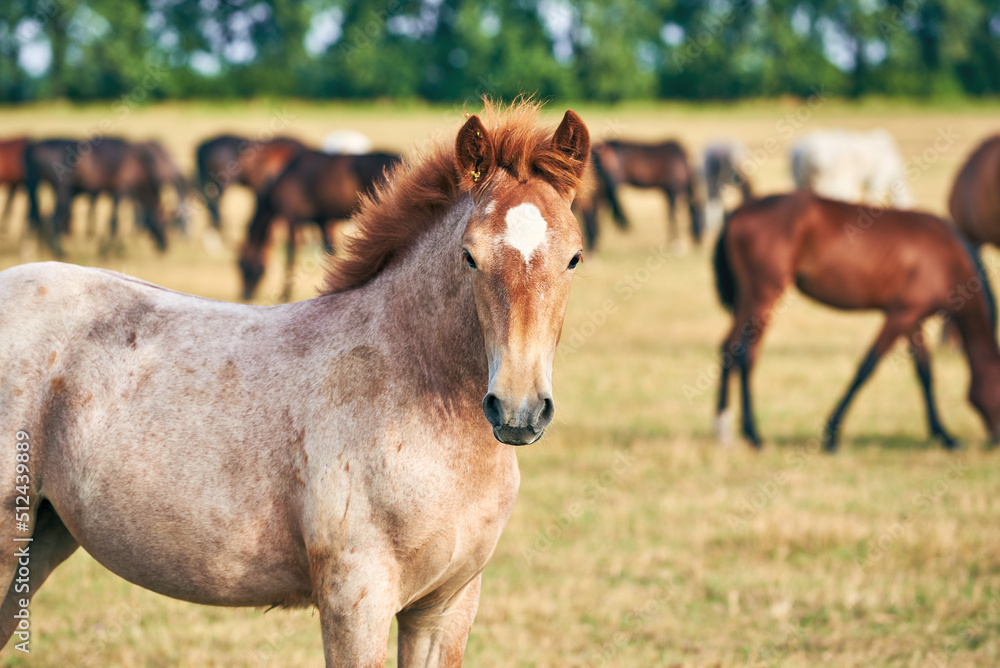 Portrait of a roan draft foal on a pasture looking at the camera. Cute foal of the Novoolexandrian Draught breed on a pasture Portrait of a roan draft foal on a pasture looking at the camera. Cute foal of the Novoolexandrian Draught breed on a pasture