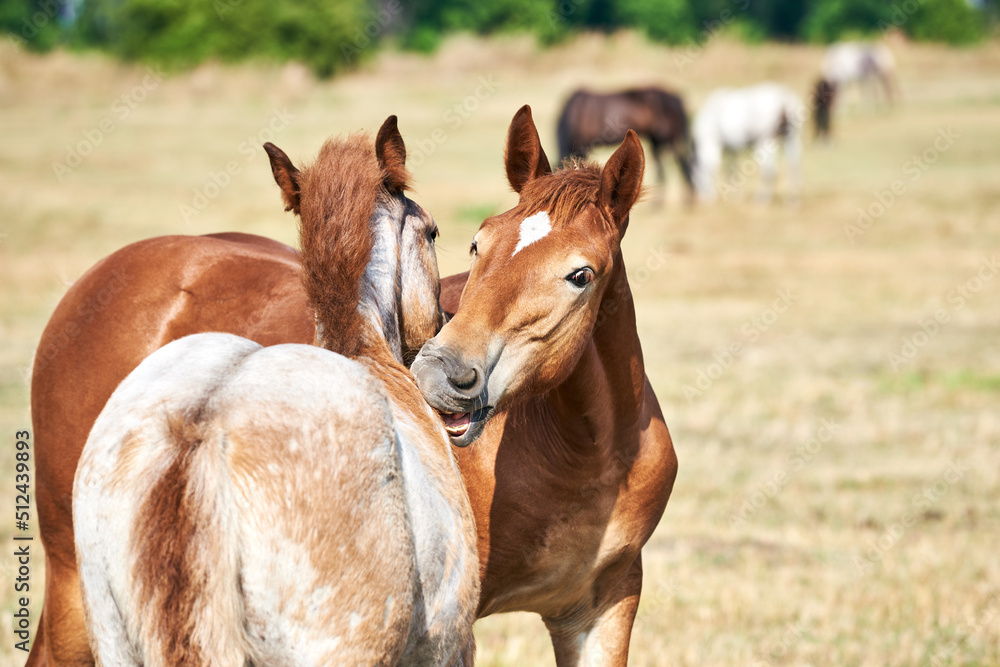 Two friendly draft foals scratch each other in the meadow. Two foals play on the pasture Two friendly draft foals scratch each other in the meadow. Two foals play on the pasture
