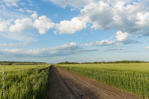 country road in the middle of a wheat field