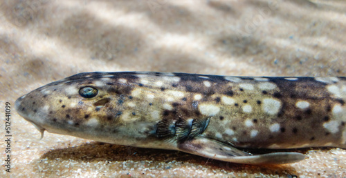 a Whitespotted bamboo shark, Chiloscyllium plagiosum, over sand ground. Close up