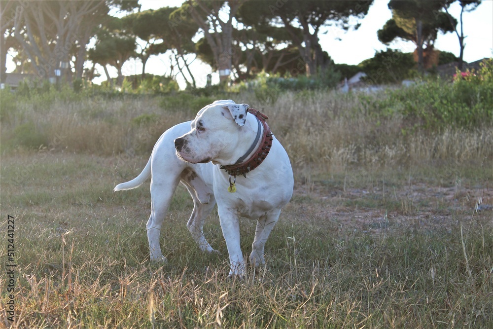 White American staffordshire terrier in the field on the lookout for rabbits