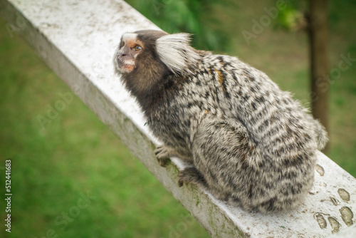curious cute marmoset brazilian monkey . close up view © Caio