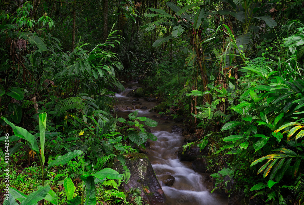 Tropical rainforest in Central America