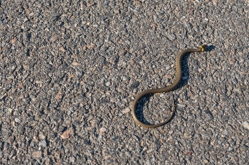 A little grass snake (natrix natrix or water snake) crawls over an asphalt road. It is a non-venomous snake. A little grass snake (natrix natrix or water snake) crawls over an asphalt road. It is a non-venomous snake.