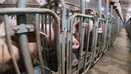 A pig farm with a large number of pigs. Modern agricultural pig farm