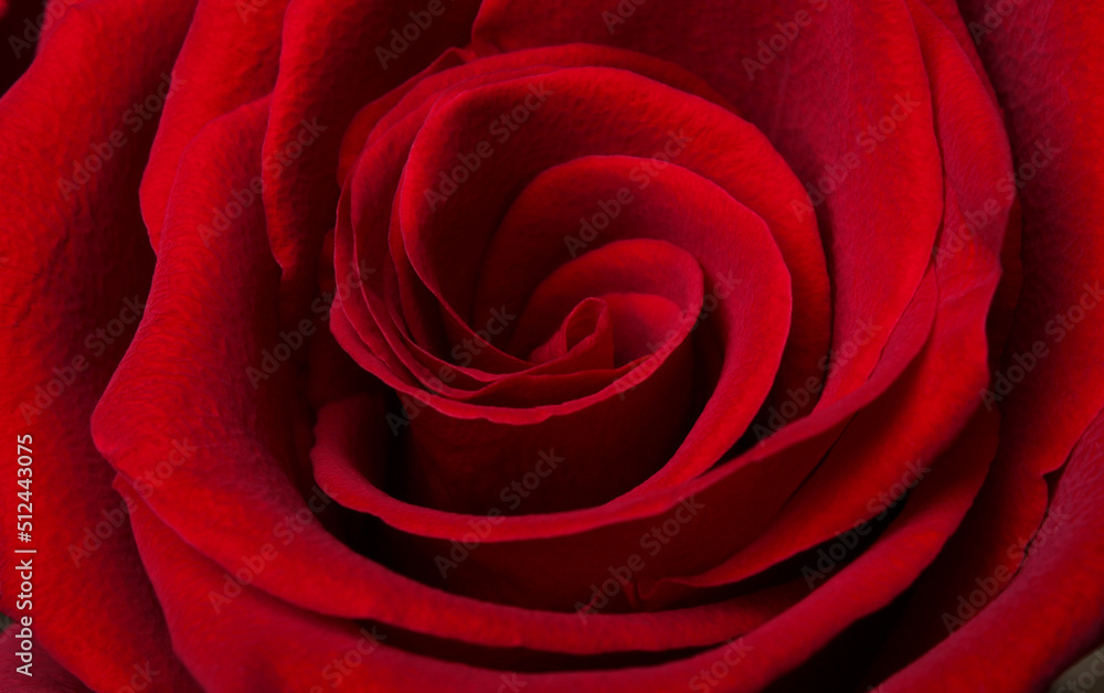 Rose petals in bud Rose petals in bud