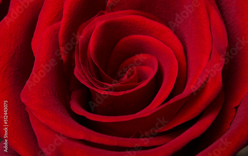 Rose petals in bud