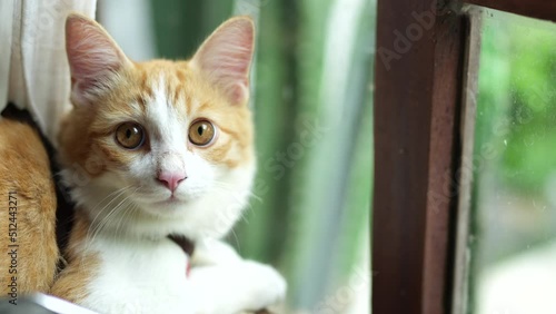 young funny cat playing in cafe or house, happy pet living and play indoor, cute fluffy animal is a friends with people, living room or indoor home to sharing with animal and pet
