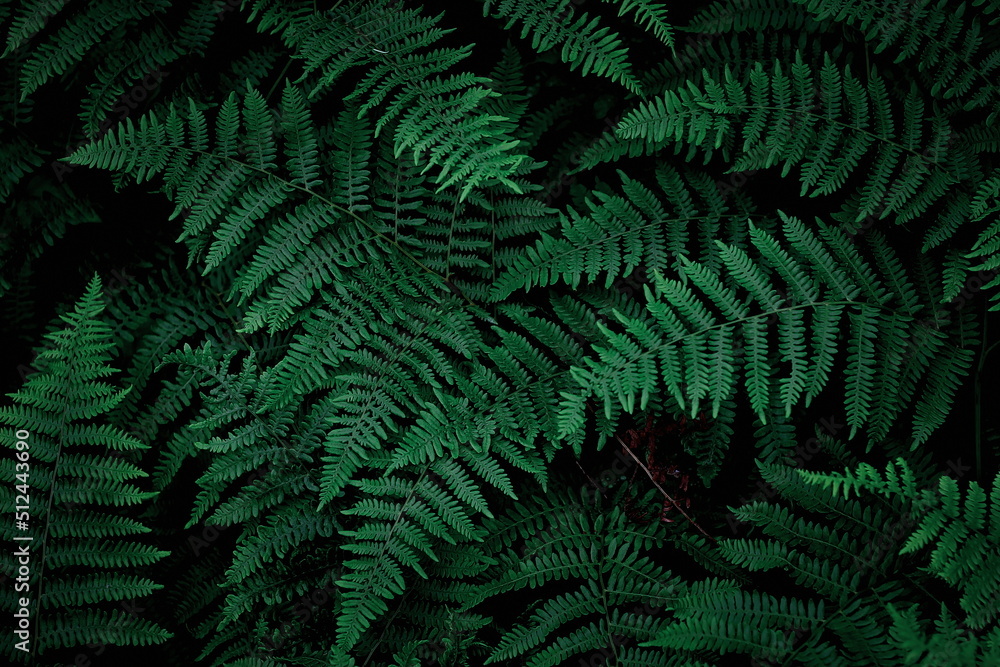 The background image that is green, dark green fern leaves, background dark green fern leaves used as wallpaper.