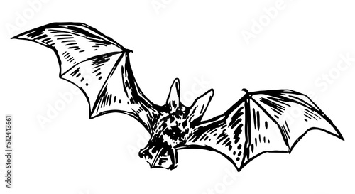 Flying bat sketch. Realistic ink drawing of nocturnal wild animal. Halloween hand drawn vector illustration. Retro outline clipart for decor isolated on white.