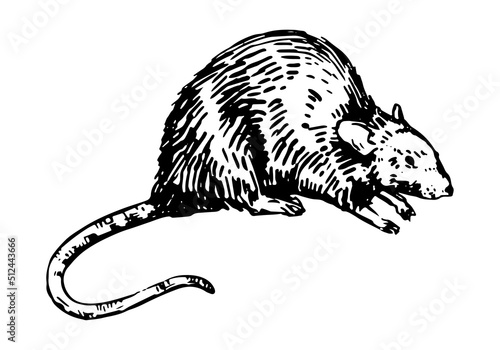 Rat sketch. Realistic ink drawing of rodent wild animal. Hand drawn vector illustration. Retro outline clipart for decor isolated on white.
