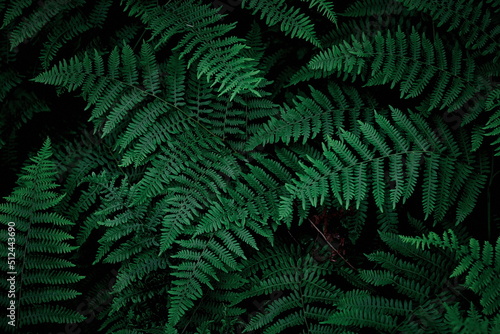 The background image that is green  dark green fern leaves  background dark green fern leaves used as wallpaper.