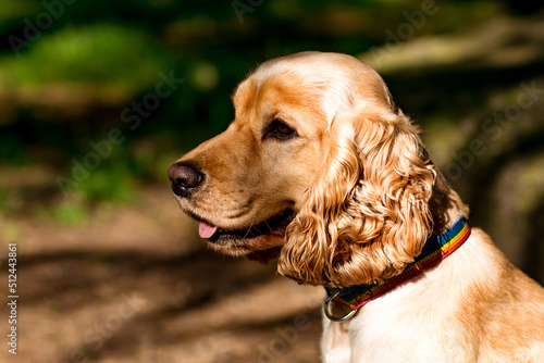 beautiful dog,spaniel breed, muzzle close-up © khanfus
