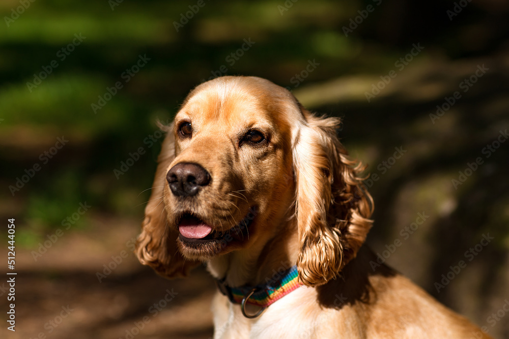 beautiful dog,spaniel breed, muzzle close-up beautiful dog,spaniel breed, muzzle close-up