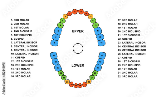 Adult human teeth dentition anatomy. Adult upper and lower jaw parts - molar, bicuspid, cuspid and incisor teeth. Secondary tooth silhouette