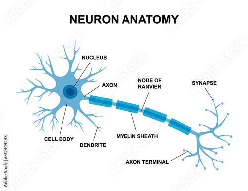 Vector infographic of neuron anatomy. Medical chart human neuron structure illustration. Synapses, cell body, nucleus, axon and dendrites scheme.