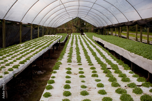 Viveiro de hortaliças e produzindo alface, rúcula, hortelã, agrião em estufas de hidroponia