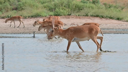 Wild saiga antelope or Saiga tatarica drinks in steppe. 4K