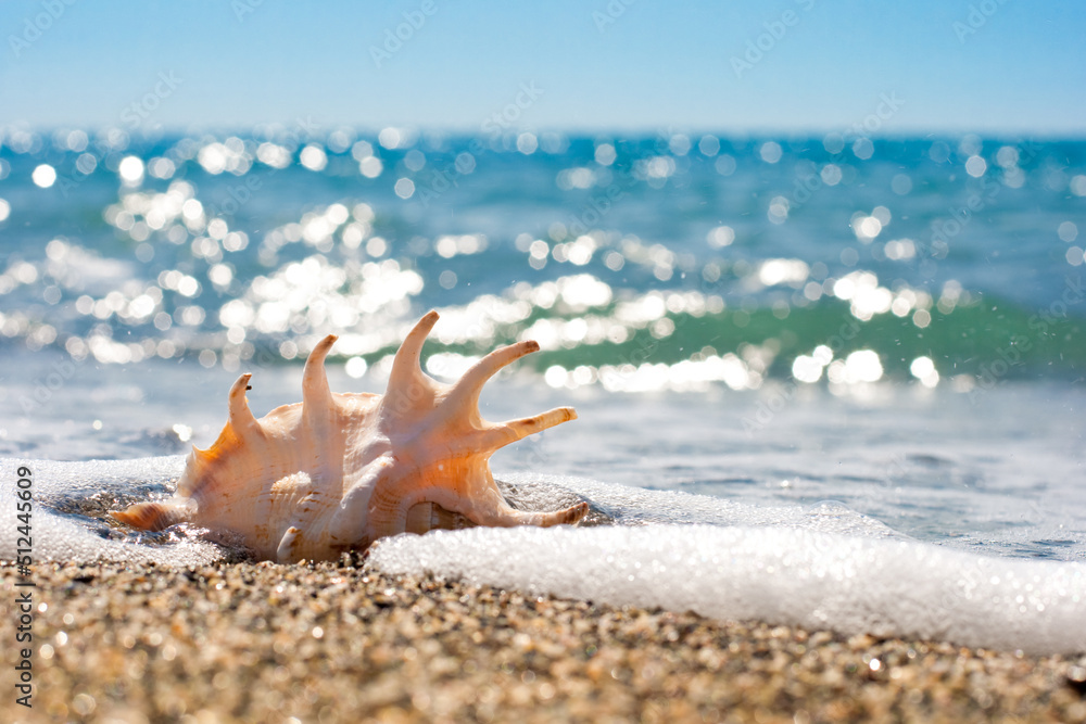 seashell on the beach seashell on the beach