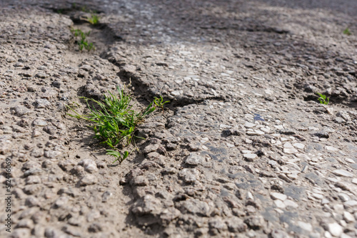 Grass grow on the asphalt road. Poor road condition requiring repair. Road construction and repair. Green plant growing from crack in asphalt on road. Life concept