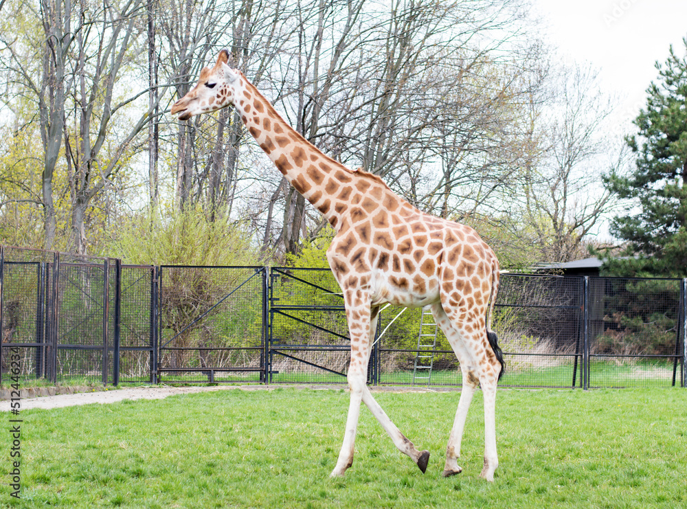 giraffe, zebra and ostrich in a wildlife park, zoo safari giraffe, zebra and ostrich in a wildlife park, zoo safari