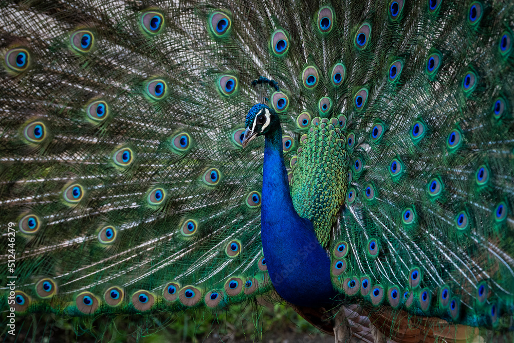 Obraz premium A beautiful male peacock showing the colorful feathers.