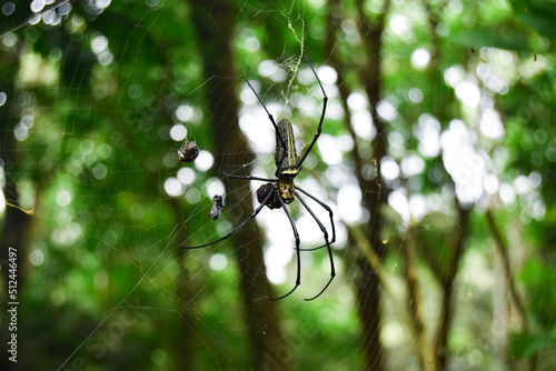 Giant Spider with yellow and black colour in the jungle with nature background.