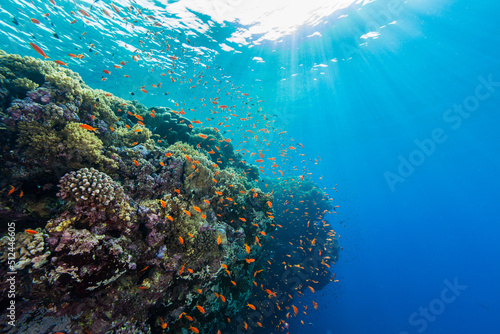 Korallenriff im Roten Meer mit Drop off und vielen Fischen und Sonnenstrahlen von der Wasseroberfläche