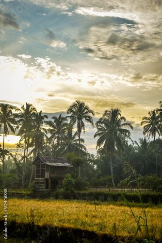 beautiful views of rice fields in the morning with rows of coconut trees  rice fields  huts and beautiful orange skies