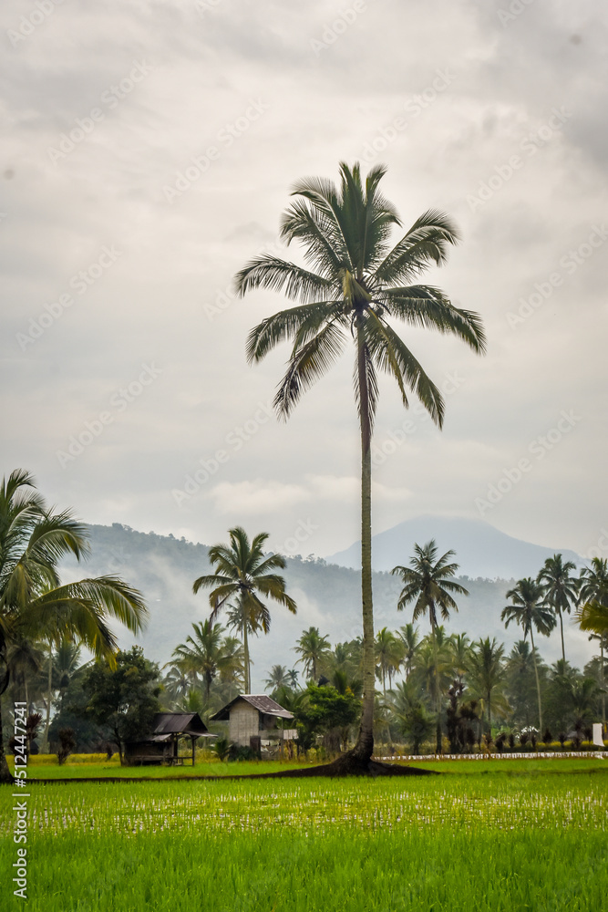 coconut trees and a hut in the middle of a rice field with a mountain background