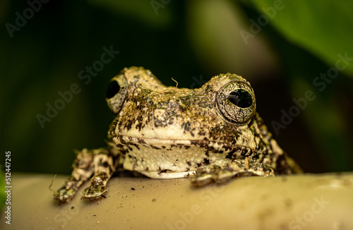 Frog