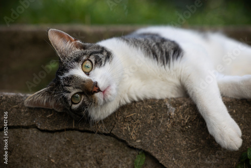 Katze liegt entspannt auf der Steintreppe photo