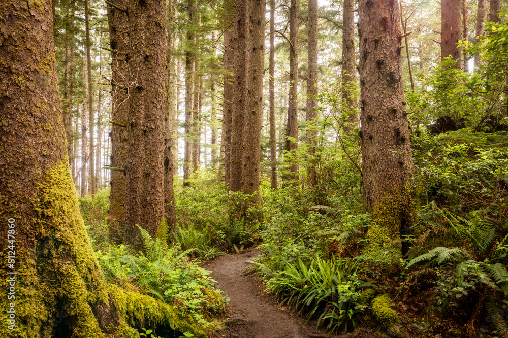 Oswald West State Park Hiking Trail. A vast park offering miles upon miles of hiking trails through thick dense, temperate rainforest environments. Oswald West State Park Hiking Trail. A vast park offering miles upon miles of hiking trails through thick dense, temperate rainforest environments.