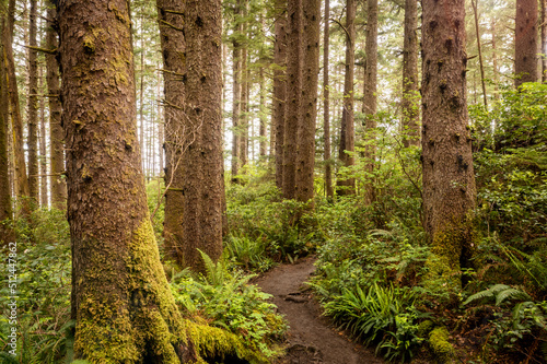 Oswald West State Park Hiking Trail. A vast park offering miles upon miles of hiking trails through thick dense, temperate rainforest environments. © LoweStock