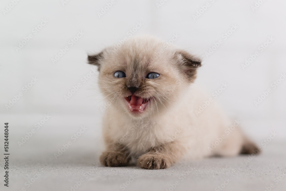 A small white kitten of color point shorthair color screams, showing baby teeth. Selective focus