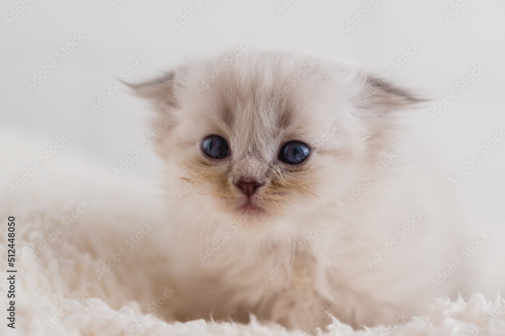 A beautiful little white fluffy kitten with blue eyes is lying on carpet. Close-up. Postcard. Selective focus A beautiful little white fluffy kitten with blue eyes is lying on carpet. Close-up. Postcard. Selective focus