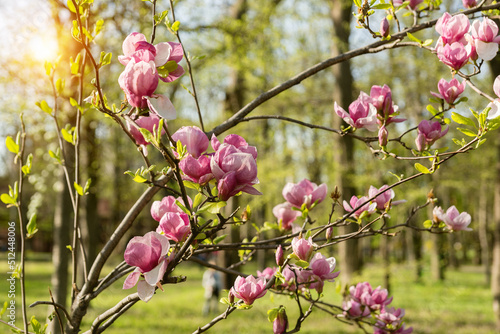 Beautiful flowering Magnolia soulangeana tree in spring garden at dawn. Pink flowers on leafless branches photo
