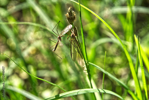 Wallpaper Mural Two meadow snake closeup on a blade of grass Torontodigital.ca