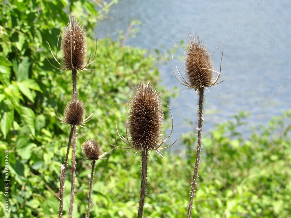 thistle in the grass thistle in the grass