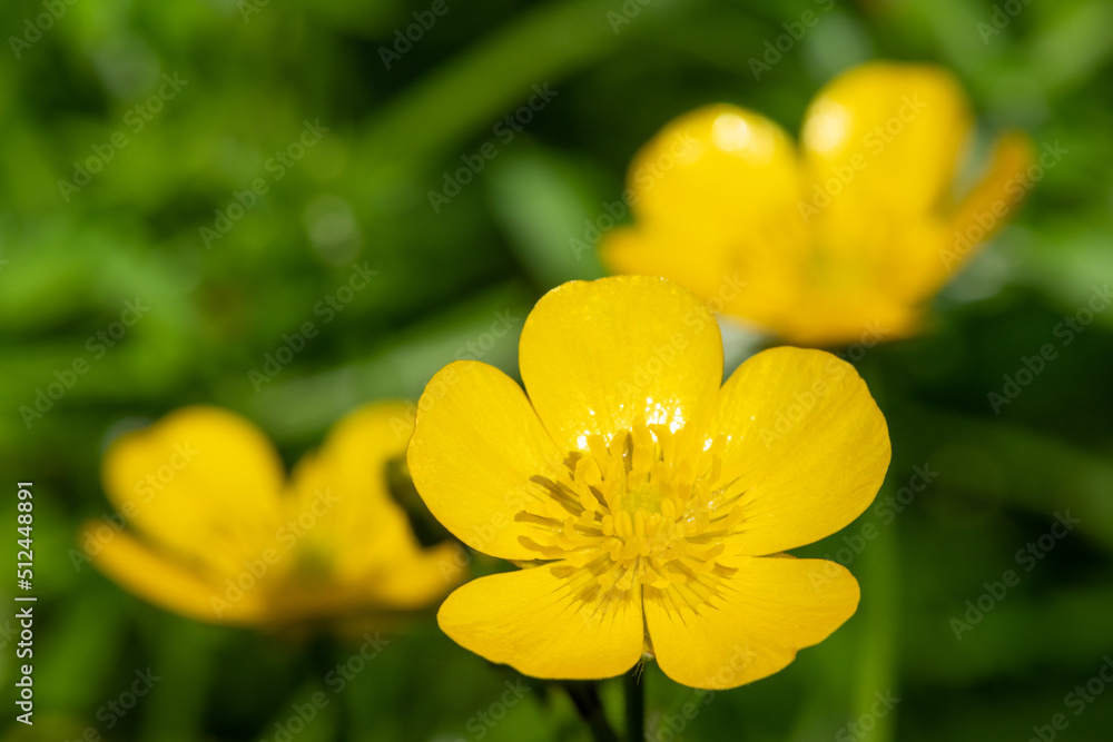 Creeping buttercup (ranunculus repens) flowers in bloom Creeping buttercup (ranunculus repens) flowers in bloom