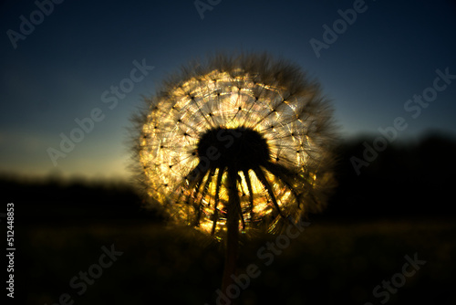 Dandelion directly illuminated by beautiful sunset