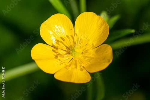 Macro shot of a creeping buttercup (ranunculus repens) flower photo