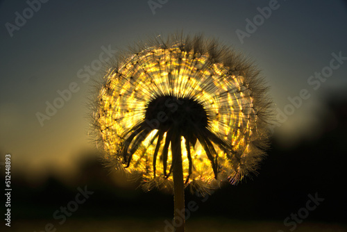 Dandelion directly illuminated by beautiful sunset