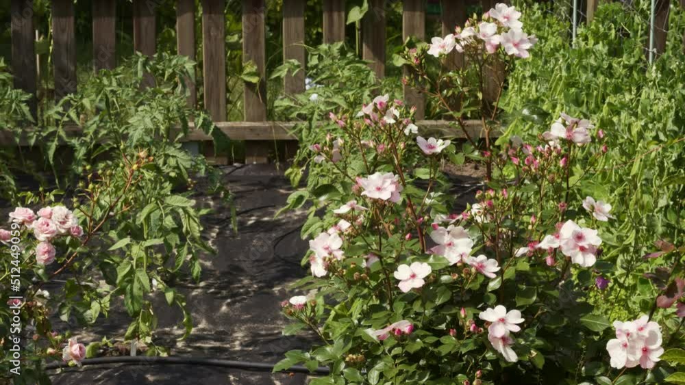 Home garden with vegetables and pink rose flowers bush. Plants moving with wind. Fence behind. Home garden with vegetables and pink rose flowers bush. Plants moving with wind. Fence behind.